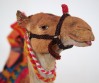 Camel Kneeling