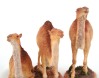 Camel Set of 3