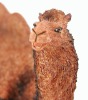 Double Hump Camel Set