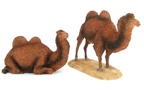 Double Hump Camel Set
