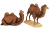 Double Hump Camel Set