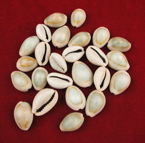 Cowrie Shells 25