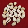 Cowrie Shells for Tribal Belly Dance 